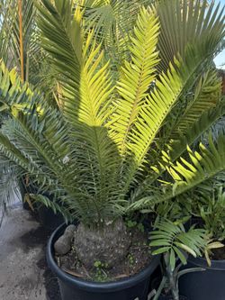  Encephalartos Natalensis