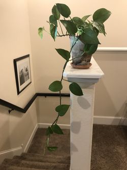 Queen Marble Pothos Plant In Clay Pot