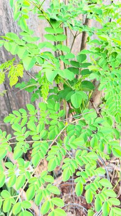 🌿 FRESH MORINGA LEAVES (MALUNGGAY) FOR SALE! 🌿