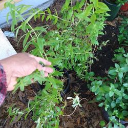 Lemon Verbena o Sedron 