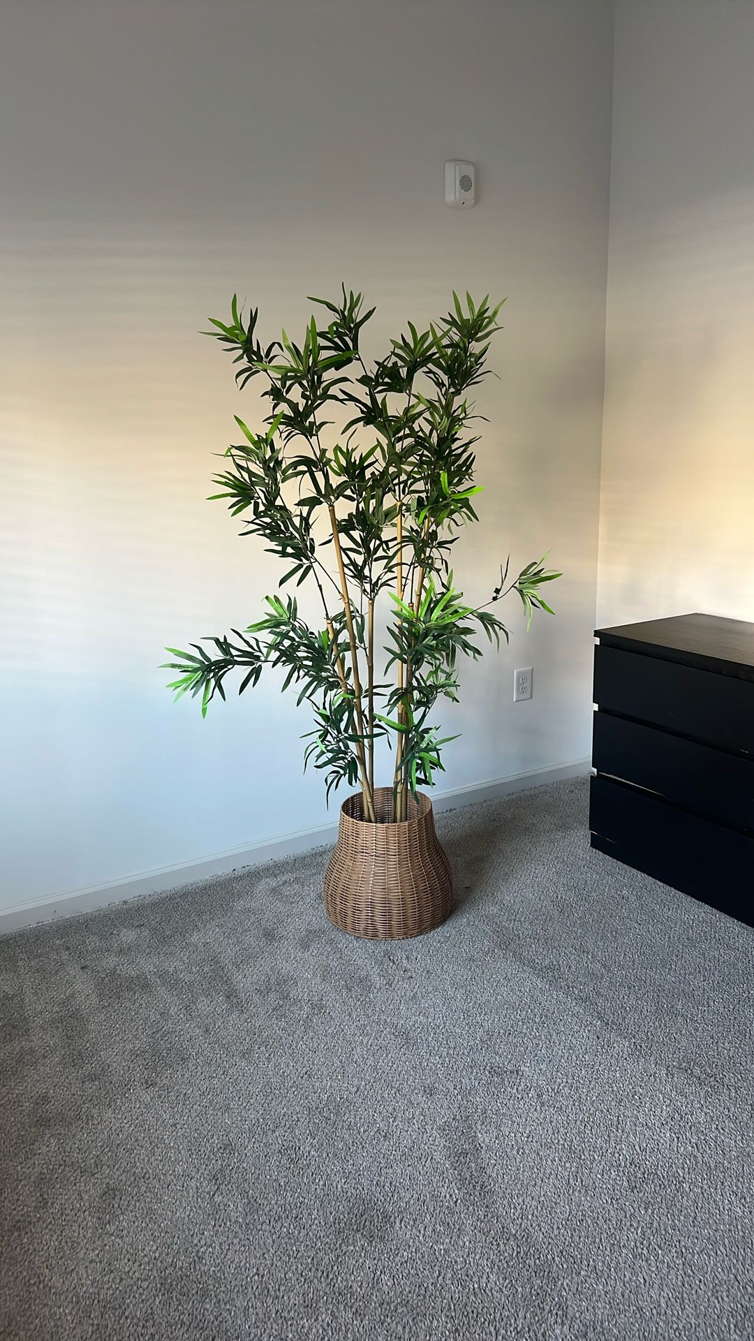 Bamboo Plant With Holder