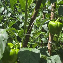 Organic Backyard Garden  For Sale