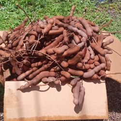 Tamarind Fruit 