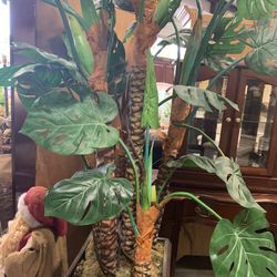 Tall Tree