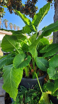 Elephant Ears