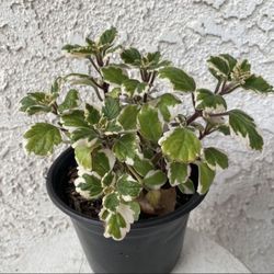 6 Inch Pot Succulent Plant - Swedish Ivy - Plectranthus Forsteri Marginatus Variegated - Established Plant - Drought resistant - 🪴 