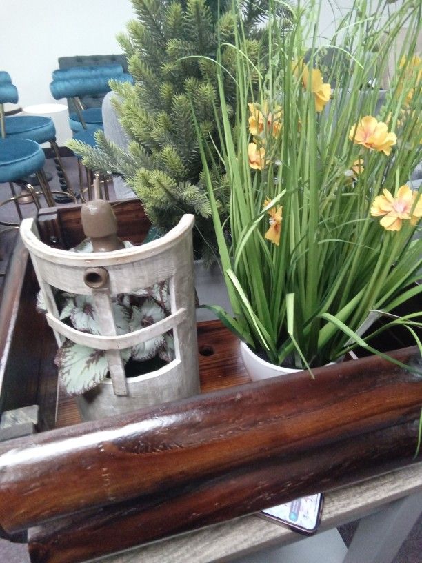 3 Beautiful Fancy Plants