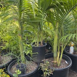 King Palm $145 each