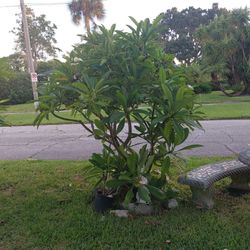 Large Established Multi Plant Plumeria Grouping