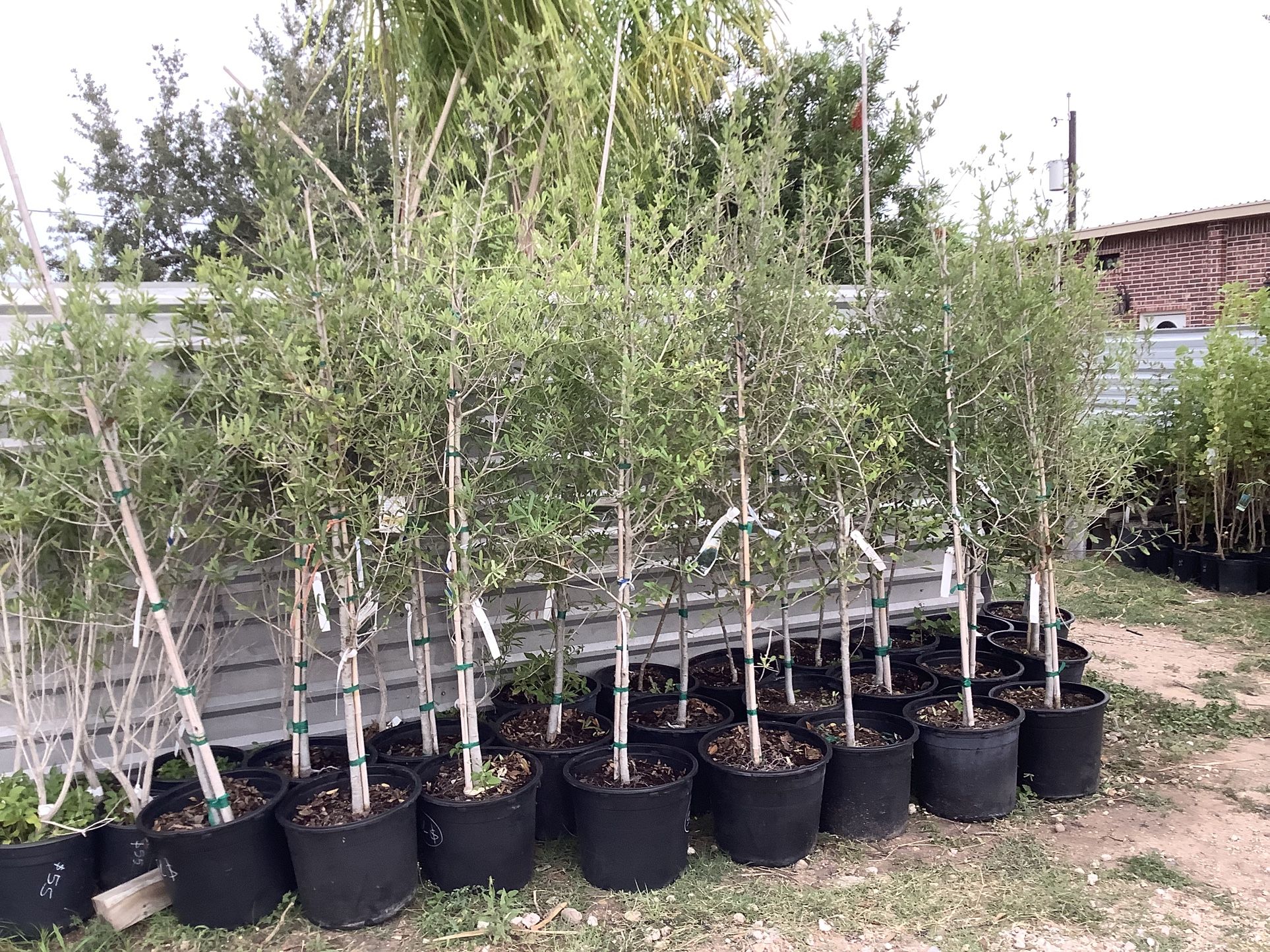 Live Oak Trees 7gallon @956@292@@8442