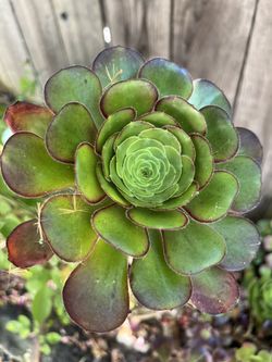 Succulents For Trade