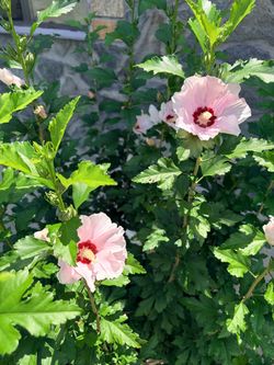 Rose  Sharon