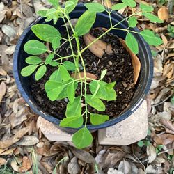 Moringa darmstic Plant 