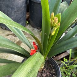 Clivia/ Kaffir Lilly Plant 