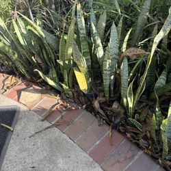 Snake Plants And Gardening Shovels