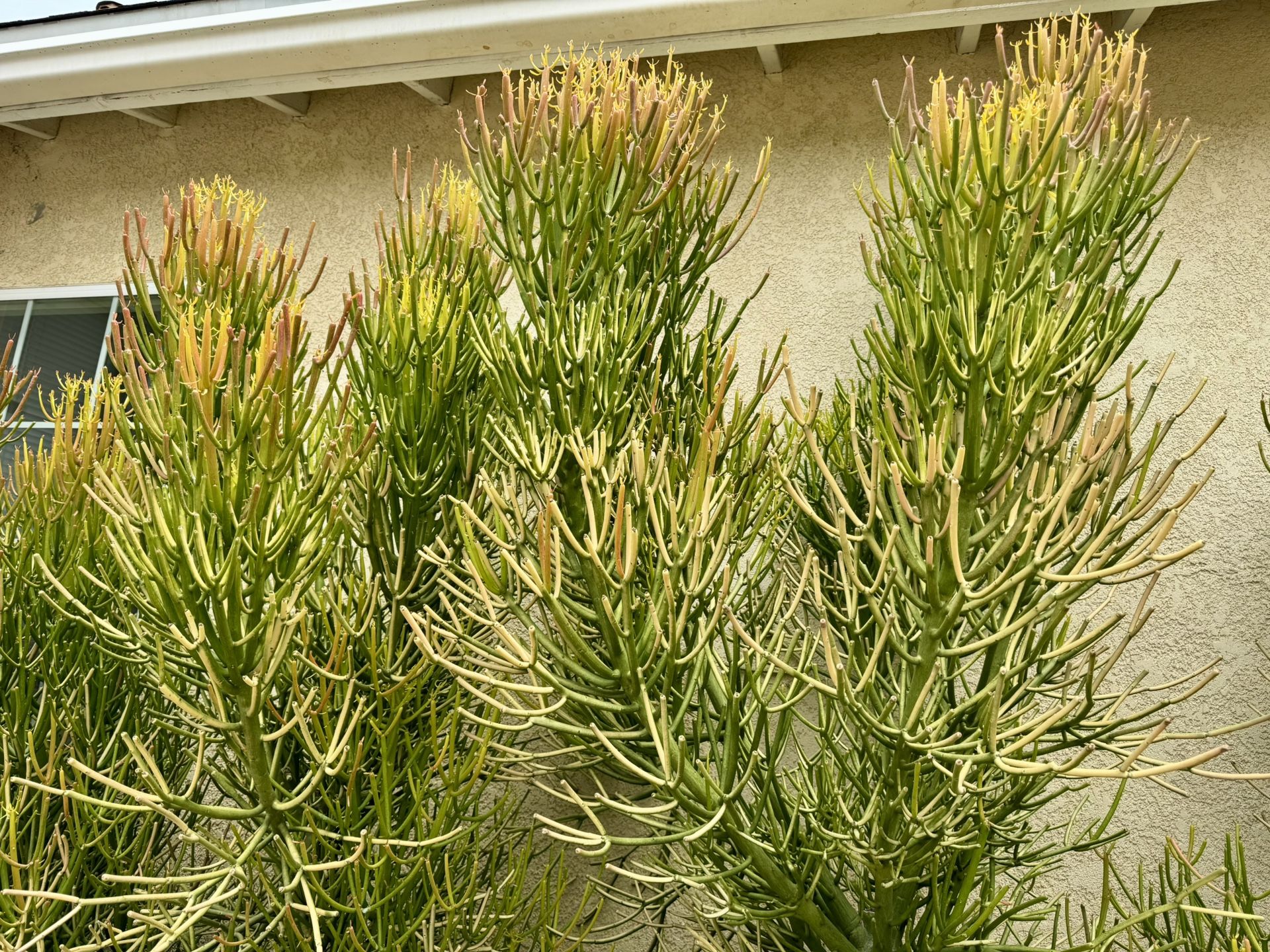 Succulents Plant Stems