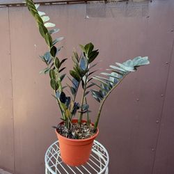 8” Raven Zz Plant 