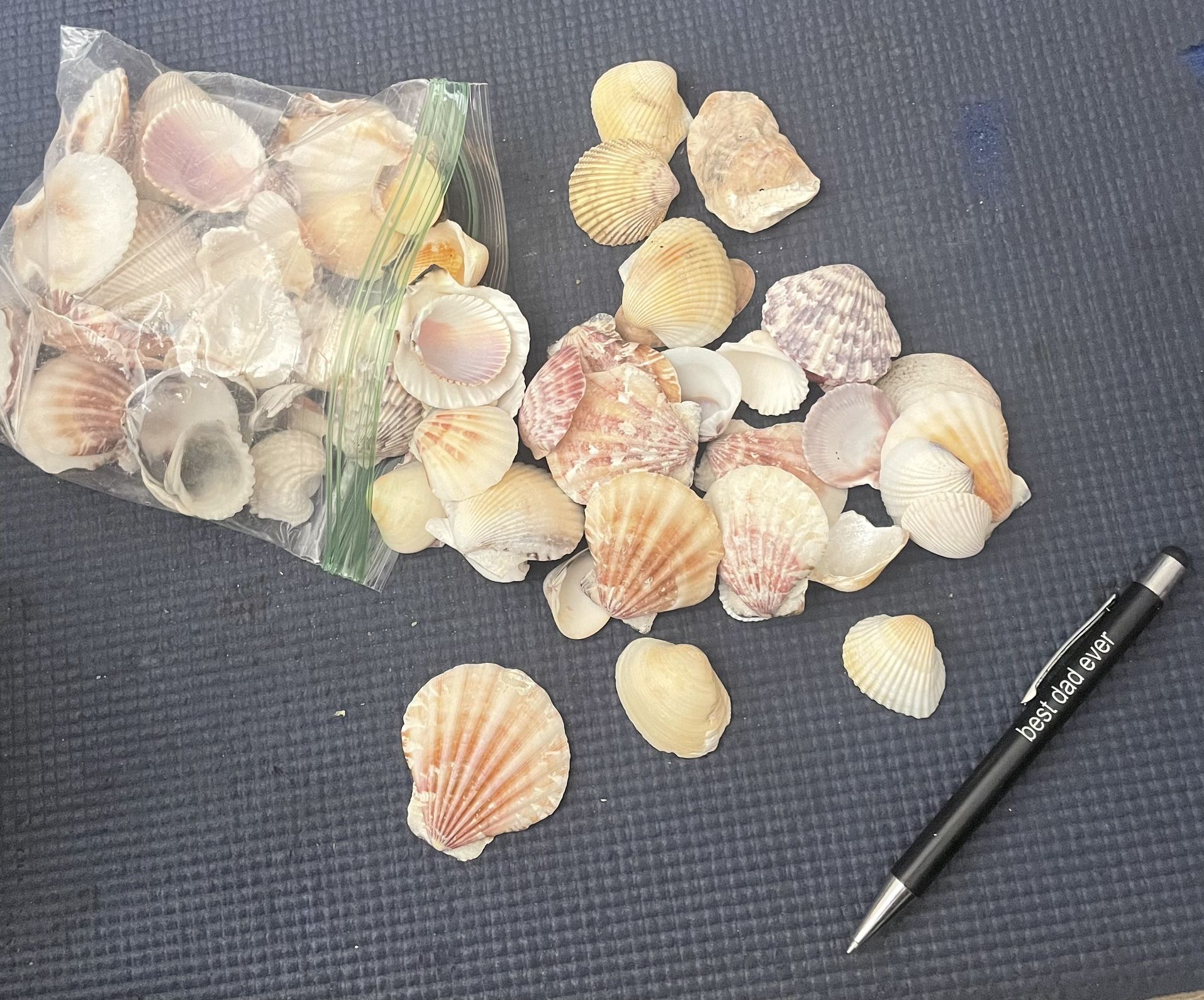 Bag Of Small Scallop Shells .91 Lbs