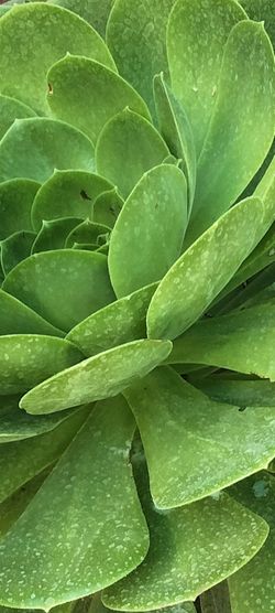 Beautiful very healthy plants