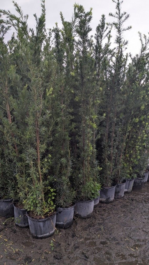Podocarpus About Feet Tall Instant Privacy Hedge For Fence