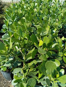 Clusia Privacy Hedge Plants 🌿🌿 3gl $4.50