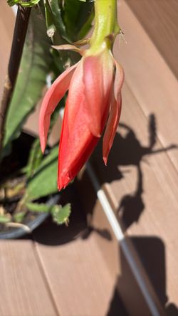 Pink cactus