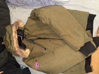 Canada goose