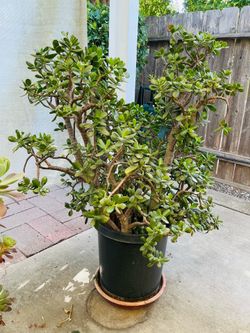 Large 50+ year old Jade Plant