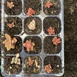 12 Succulents $8 