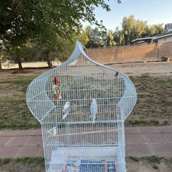 Bird Cage