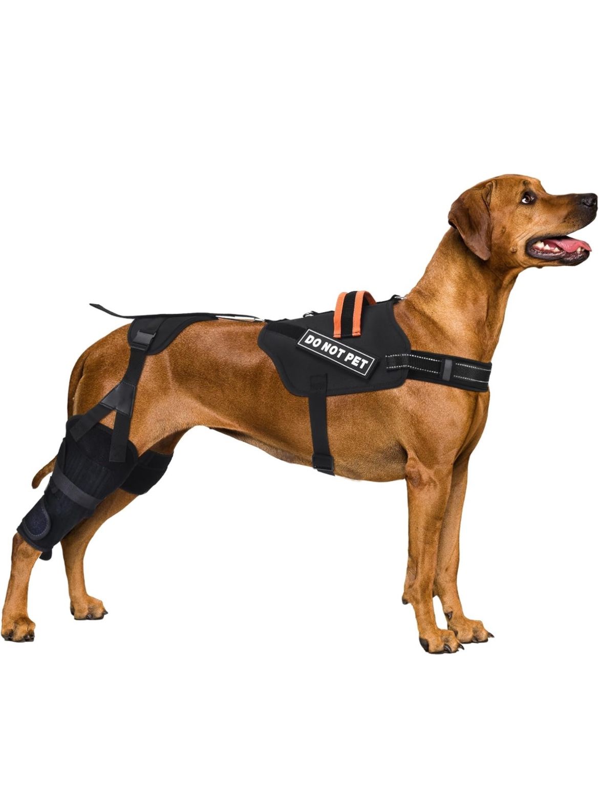 Dog Knee Brace for Torn Acl Hind Leg, Luxating Patella,Arthritis, Cruciate Ligament, Dog Leg Braces for Back Leg for Support (XL)