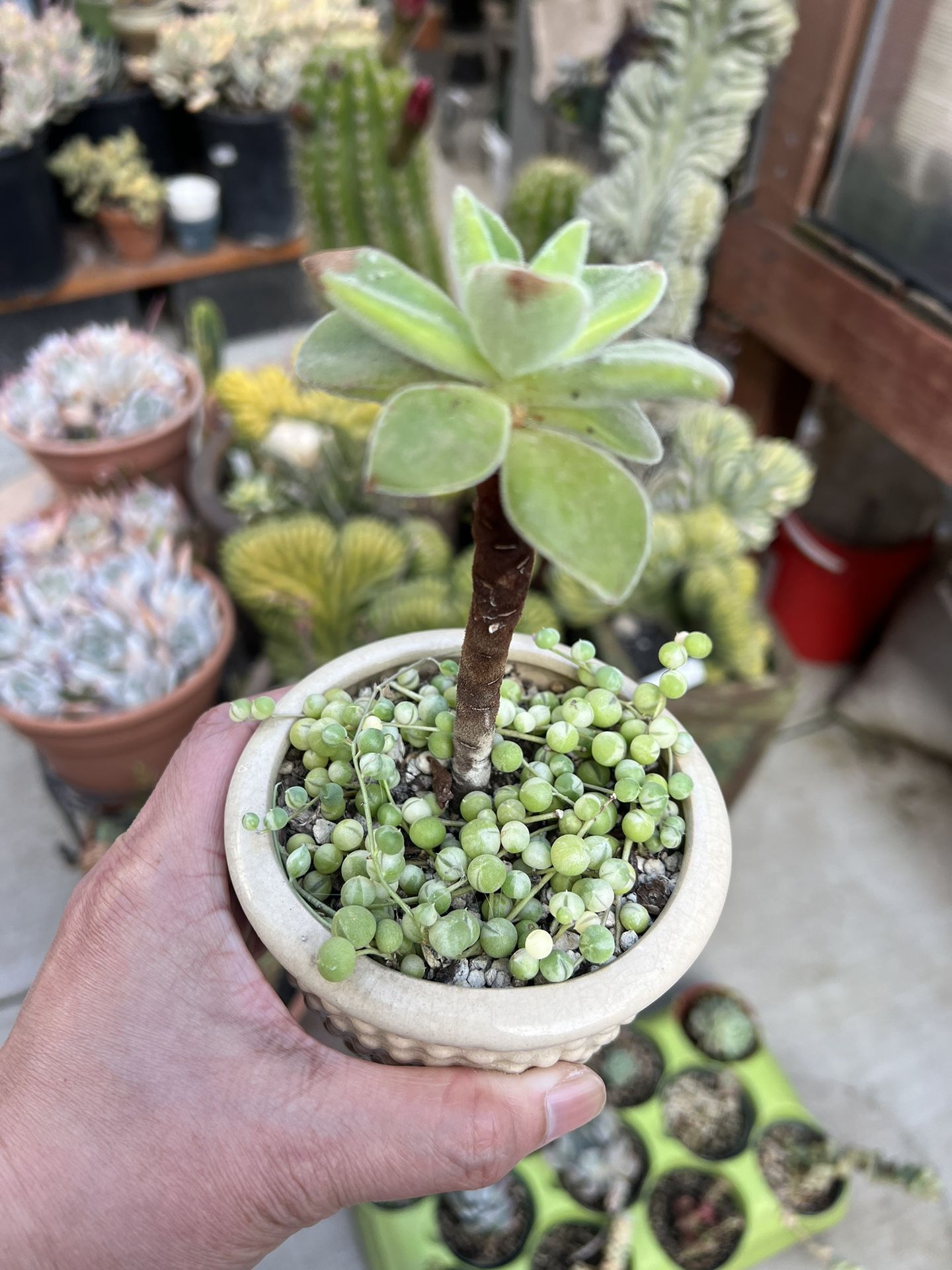 Succulents In A Pot