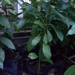 Avocado tree crafted