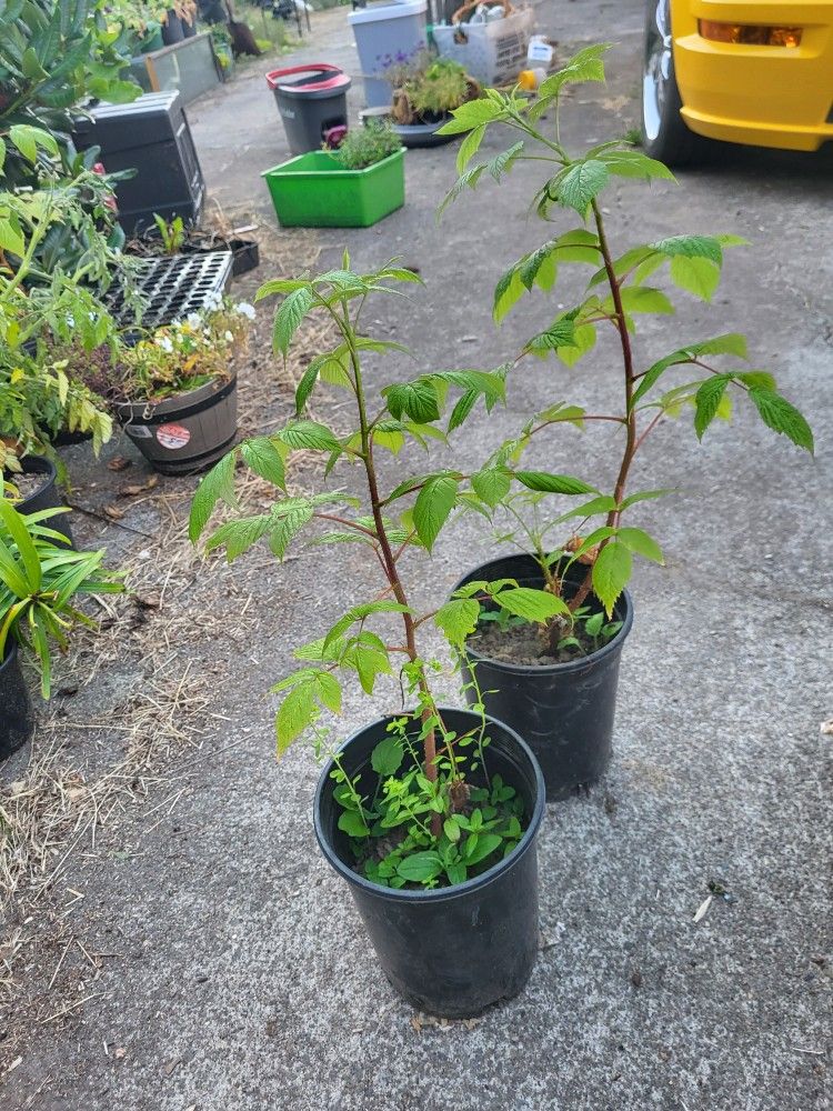 Raspberry and Yellow Pear Tomato Plants