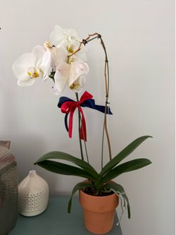 Orchid