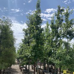 Planting Red Oak,live Oakland Cypress and More.