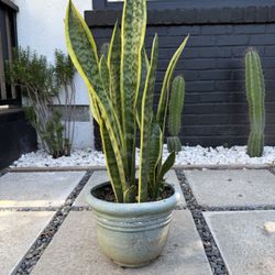 Snake Plant in Turquoise Pot - 2.5ft