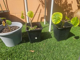 Buddha Belly plants
