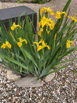 Yellow iris