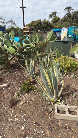 Agave and other plants for Sale