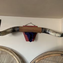 Bulls Horns 