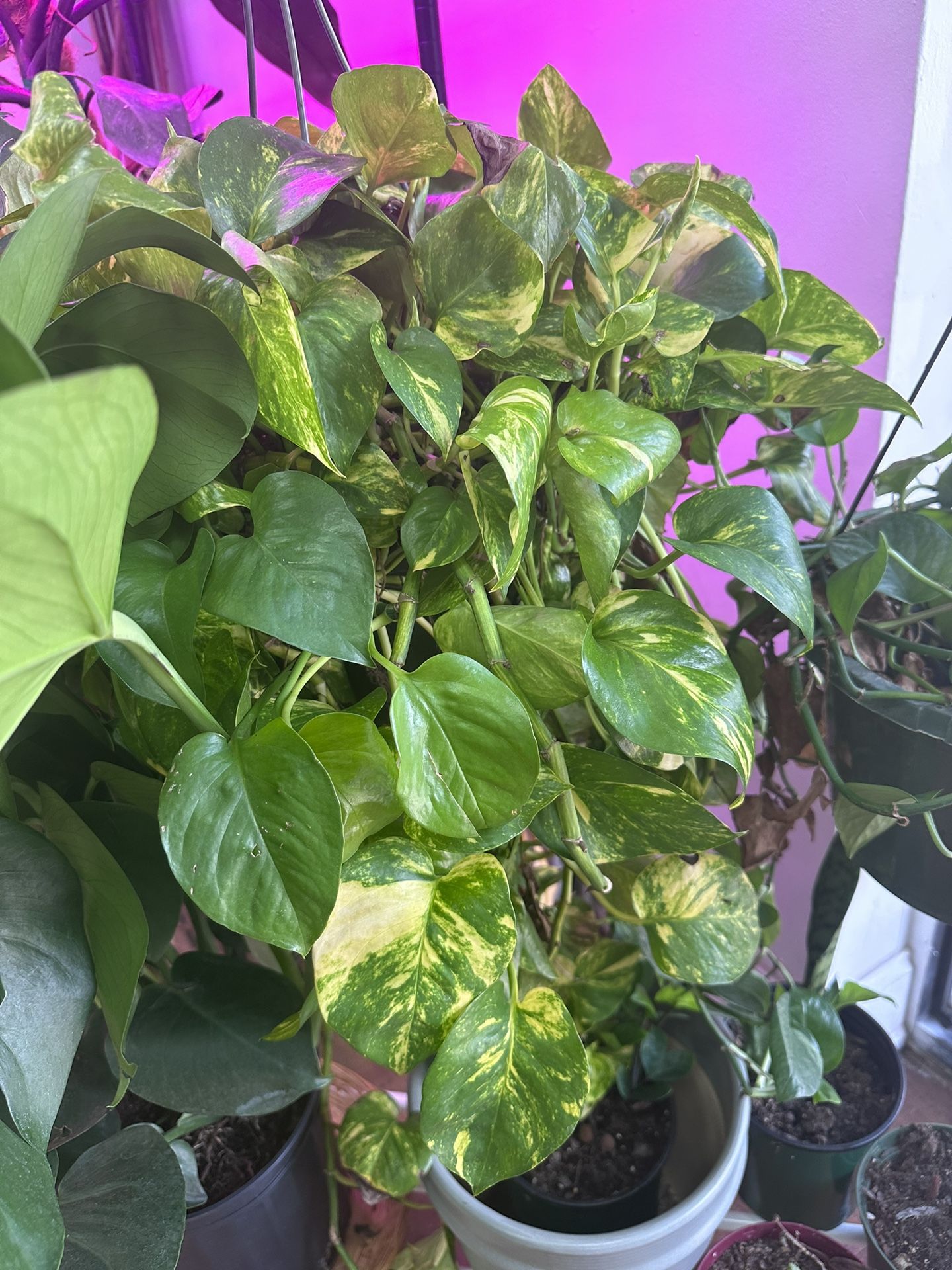 LARGE POTHOS PLANT