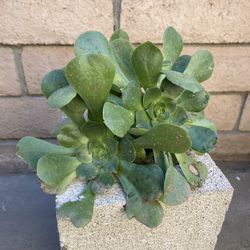 Succulent Aeonioum 
