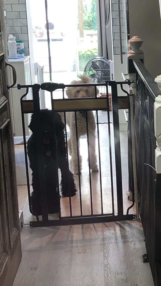 Regalo Extra Tall Baby/Puppy Gate