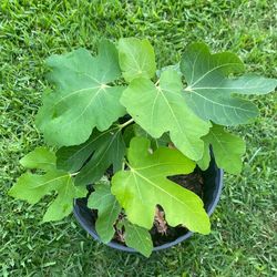 Turkish yellow fig