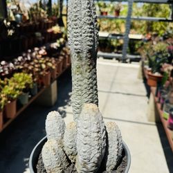 Big Euphorbia Abdelkuri Imported Cactus
