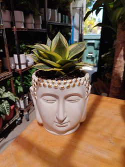 Golden Hahnii Snake Plant