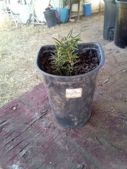 Lush Potted Rosemary Plant – Fresh, Fragrant & Ready to Harvest! ¡Planta de Romero en Maceta – Fresca, Fragante y Lista para Cosechar!