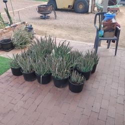 Potted Aloe Plants 5 gallon Pot