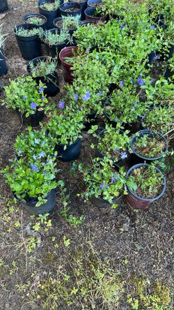 Periwinkle Ground Cover